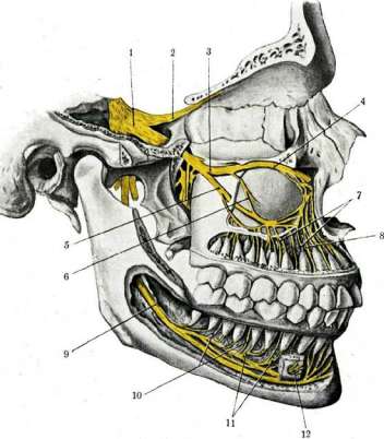 Teeth: figure 12 from the 1928–1936 encyclopedia article
