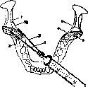 Teeth: figure 25 from the 1928–1936 encyclopedia article