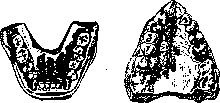 Teeth: figure 23 from the 1928–1936 encyclopedia article