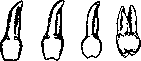 Teeth: figure 22 from the 1928–1936 encyclopedia article