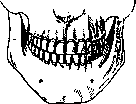 Teeth: figure 2 from the 1928–1936 encyclopedia article