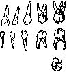 Teeth: figure 7 from the 1928–1936 encyclopedia article
