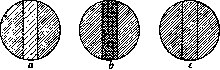 Syphacia Obvelata: figure 6 from the 1928–1936 encyclopedia article