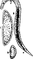 Syphacia Obvelata: figure 1 from the 1928–1936 encyclopedia article