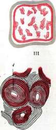 Conjunctiva: figure 5 from the 1928–1936 encyclopedia article