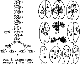 Konchalovsky and Conjugation: figure 1 from the 1928–1936 encyclopedia article
