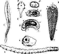 Linaria Vulgaris: figure 1 from the 1928–1936 encyclopedia article