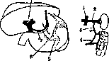Cavae Venae: figure 2 from the 1928–1936 encyclopedia article