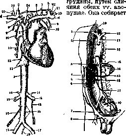 Cavae Venae: figure 1 from the 1928–1936 encyclopedia article