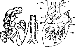 Cavae Venae: figure 5 from the 1928–1936 encyclopedia article