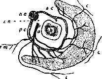 Axillary Artery: figure 2 from the 1928–1936 encyclopedia article