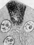 Crystals: figure 5 from the 1928–1936 encyclopedia article