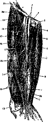Femoral Nerve: figure 3 from the 1928–1936 encyclopedia article