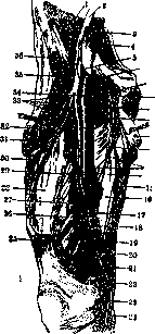 Femoral Nerve: figure 4 from the 1928–1936 encyclopedia article