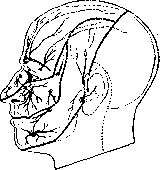 Trigeminal Nerve: figure 2 from the 1928–1936 encyclopedia article