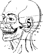 Trigeminal Nerve: figure 3 from the 1928–1936 encyclopedia article