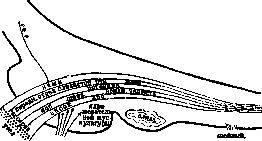 Trigeminal Nerve: figure 1 from the 1928–1936 encyclopedia article