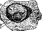Egg: figure 2 from the 1928–1936 encyclopedia article