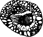 Egg: figure 1 from the 1928–1936 encyclopedia article
