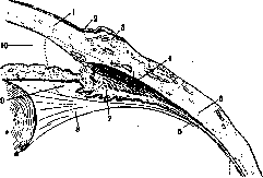Ciliary Body: figure 1 from the 1928–1936 encyclopedia article