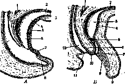 Urachus: figure 2 from the 1928–1936 encyclopedia article