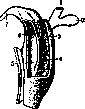 Urachus: figure 1 from the 1928–1936 encyclopedia article