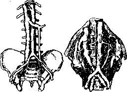 Blood Vessels (525): figure 12 from the 1928–1936 encyclopedia article