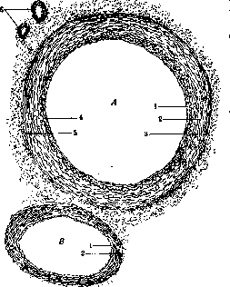 Blood Vessels (525): figure 5 from the 1928–1936 encyclopedia article