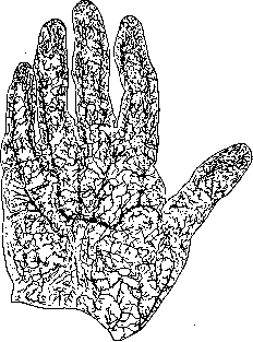 Blood Vessels (525): figure 4 from the 1928–1936 encyclopedia article