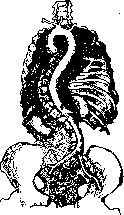 Blood Vessels (525): figure 3 from the 1928–1936 encyclopedia article