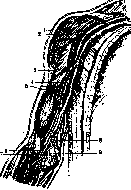 Blood Vessels (525): figure 11 from the 1928–1936 encyclopedia article