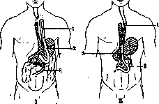 Esophagus: figure 8 from the 1928–1936 encyclopedia article