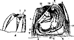 Crustaceans: figure 3 from the 1928–1936 encyclopedia article