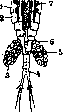 Crustaceans: figure 2 from the 1928–1936 encyclopedia article