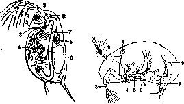 Crustaceans: figure 1 from the 1928–1936 encyclopedia article
