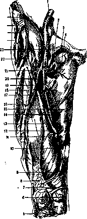 Femoral Artery: figure 2 from the 1928–1936 encyclopedia article