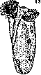 Infusoria: figure 1 from the 1928–1936 encyclopedia article
