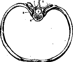 Ribs: figure 2 from the 1928–1936 encyclopedia article
