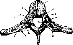 Ribs: figure 8 from the 1928–1936 encyclopedia article