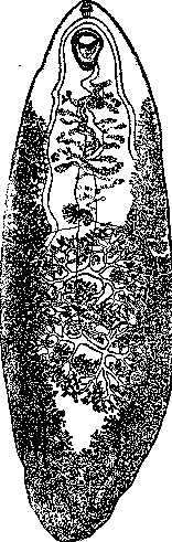 Fasciolopsis: figure 1 from the 1928–1936 encyclopedia article