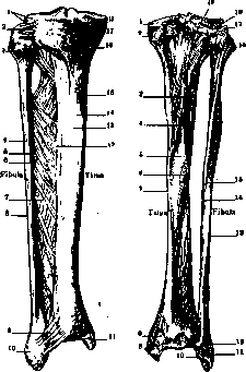 Crus: figure 1 from the 1928–1936 encyclopedia article