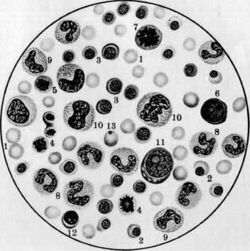 Hematopoiesis: figure 6 from the 1928–1936 encyclopedia article