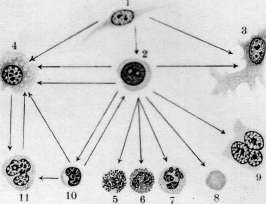 Hematopoiesis: figure 2 from the 1928–1936 encyclopedia article