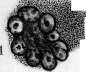 Hematopoiesis: figure 1 from the 1928–1936 encyclopedia article