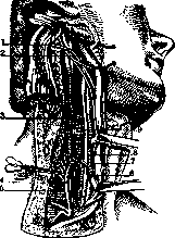 Carotid Artery: figure 5 from the 1928–1936 encyclopedia article