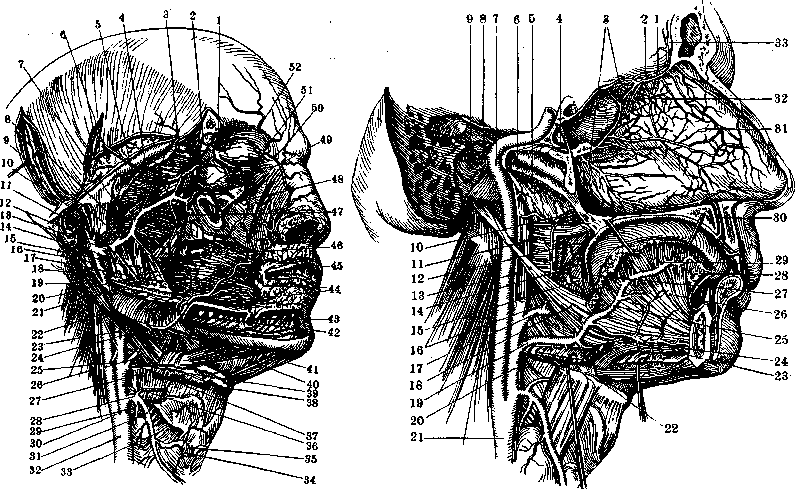 Carotid Artery: figure 11 from the 1928–1936 encyclopedia article