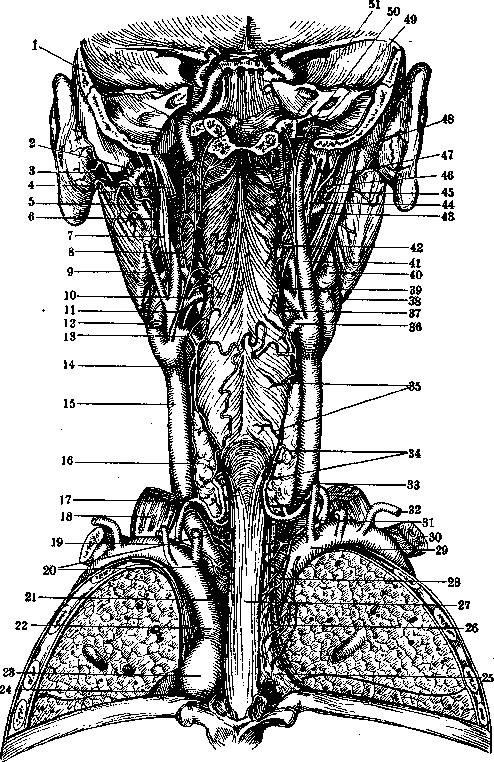 Carotid Artery: figure 1 from the 1928–1936 encyclopedia article