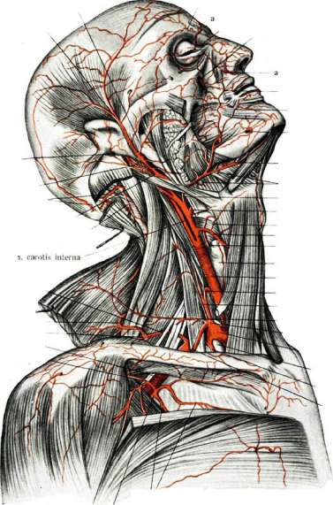 Carotid Artery: figure 4 from the 1928–1936 encyclopedia article