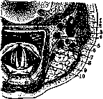 Carotid Artery: figure 12 from the 1928–1936 encyclopedia article