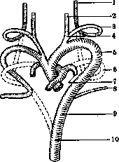 Carotid Artery: figure 9 from the 1928–1936 encyclopedia article